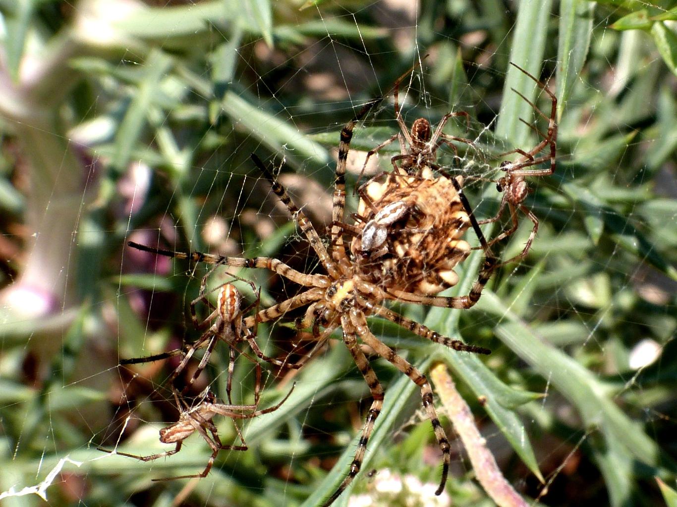 Femmina di Argiope lobata piacente  - Palau (OT)